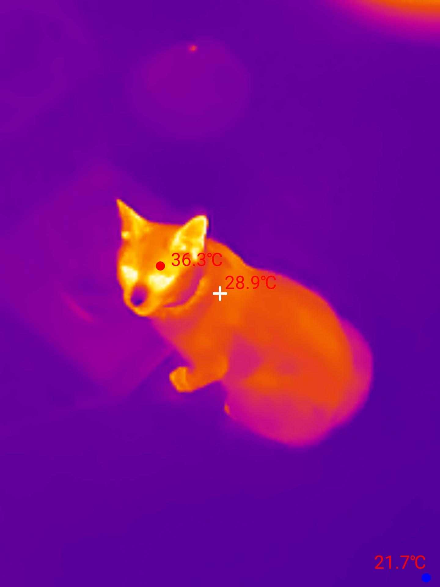 Katze eines Kunden, während eines Einsatzes thermografisch aufgenommen, die sich deutlich von der kälteren Umgebung abhebt